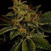 π Hindu Kush Autoflower Seeds (100% off)